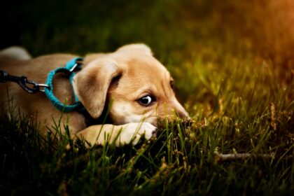 hund schleppleine