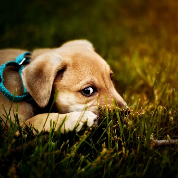 hund-leine