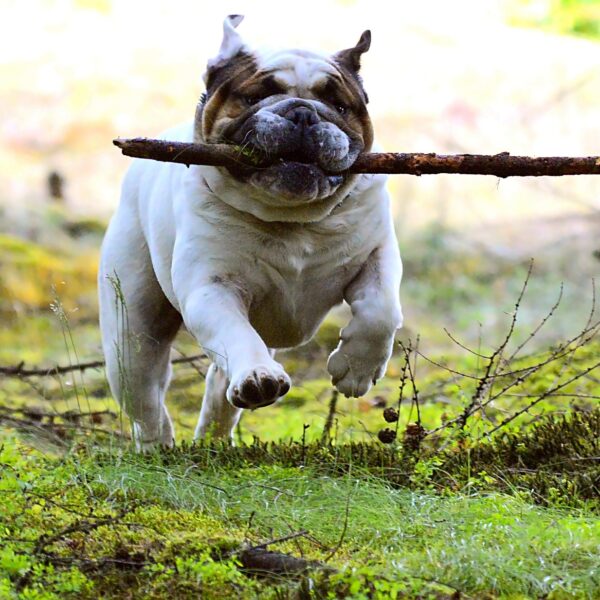 hund-regeln