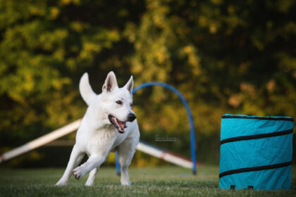 Hundeschule Ramona Houscht