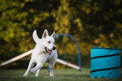 Hundeschule Ramona Houscht