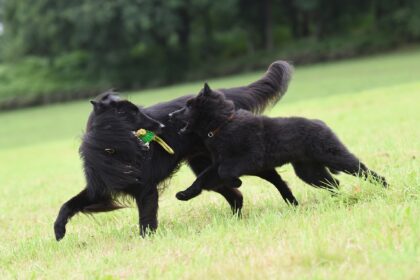 hunde spielen