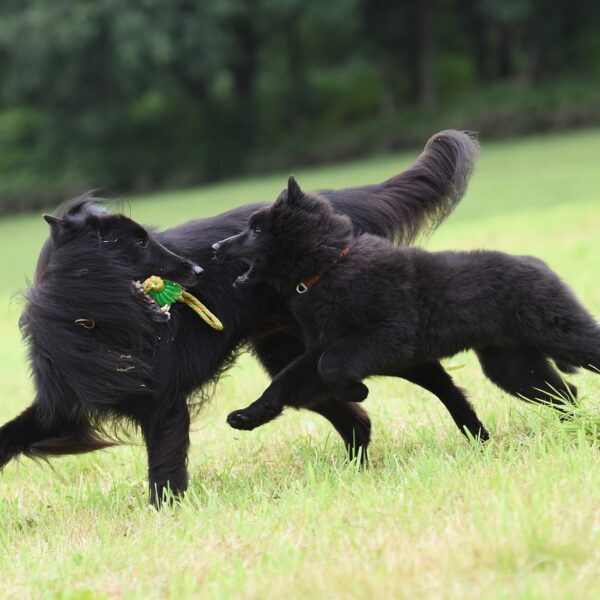 hunde spielen