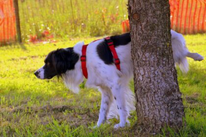 Hund-Stubenrein