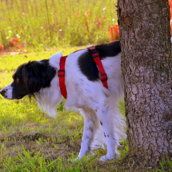 Hund-Stubenrein