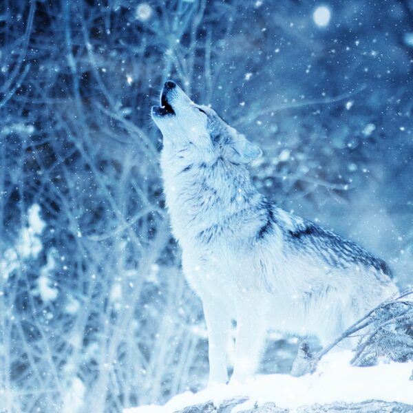 wolf-heulen