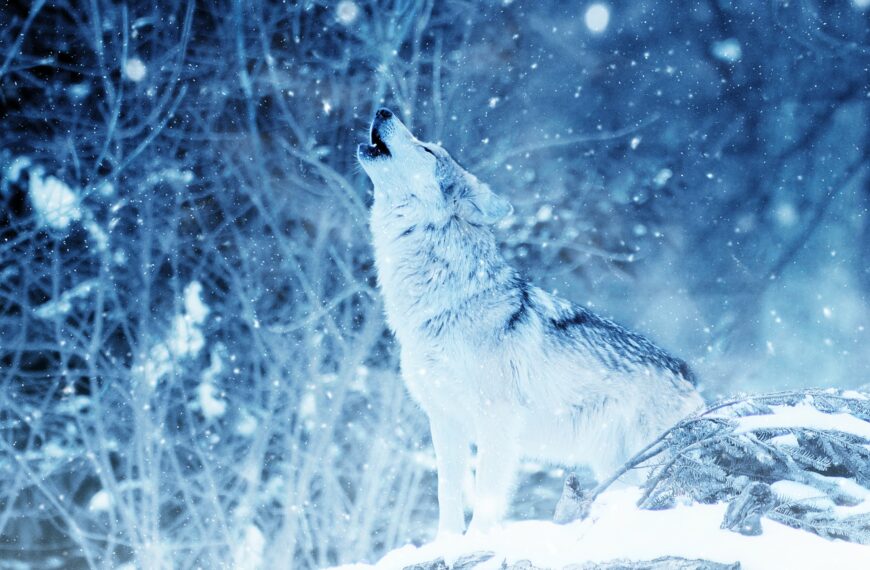 wolf-heulen
