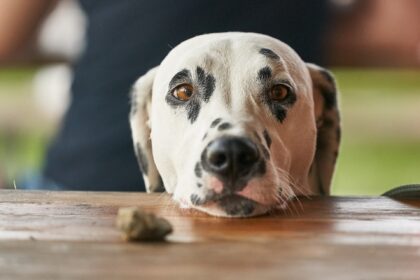 Hund-essen