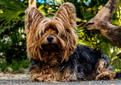 Yorkshire-Terrier