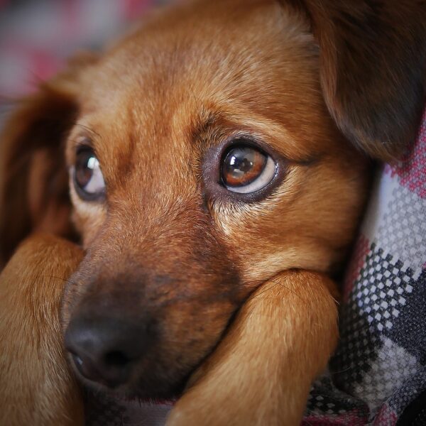 hund-welpe