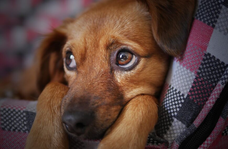 hund-welpe