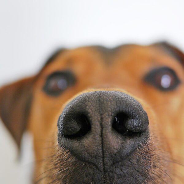 Hund-Schnüffeln