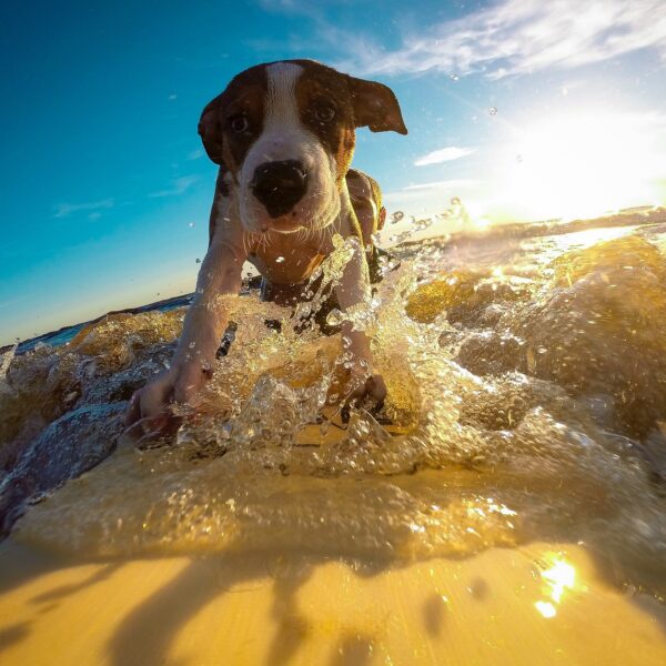 hund-urlaub