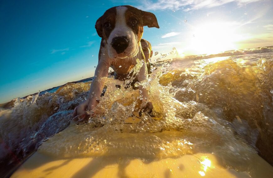 hund-urlaub