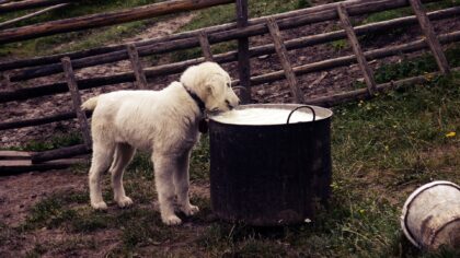 Hund-futter