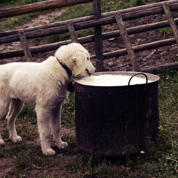 Hund-futter