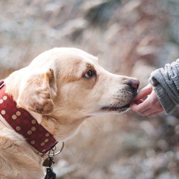 Hund