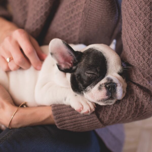 Praise – also for dogs