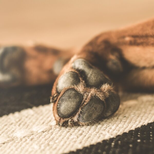 hund-arthrose