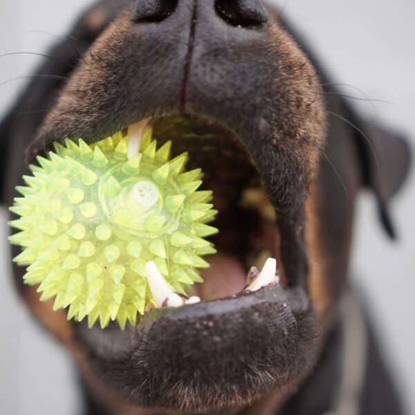 Hund-Spielzeug