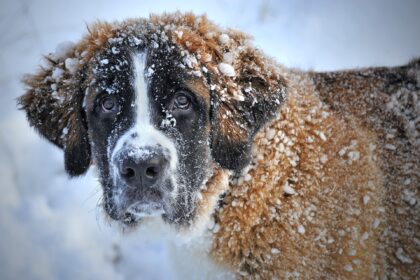 hund-winter