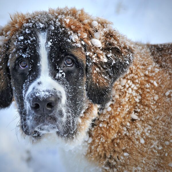 hund-winter