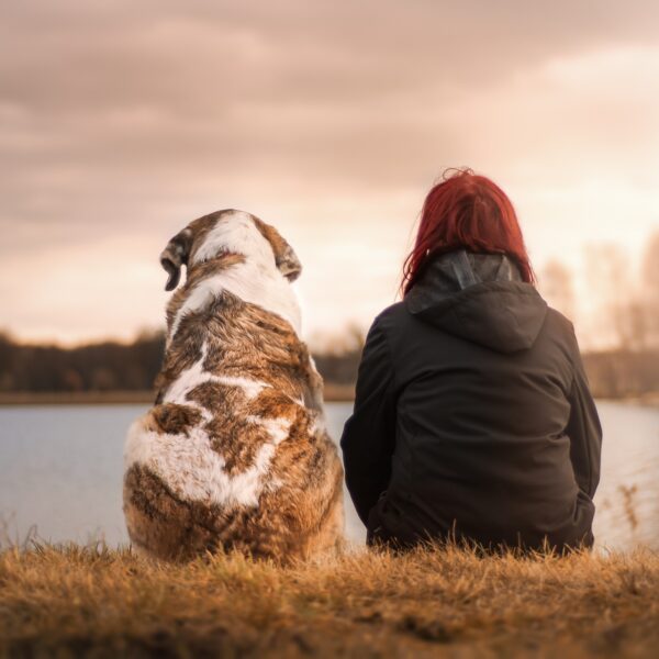hund-trösten