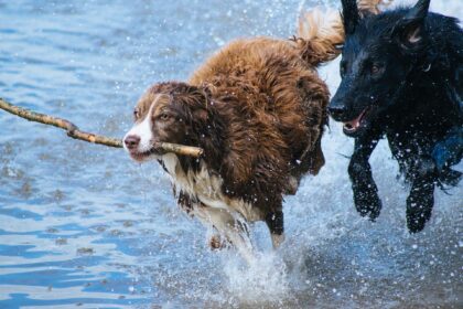 Hunde am Strand