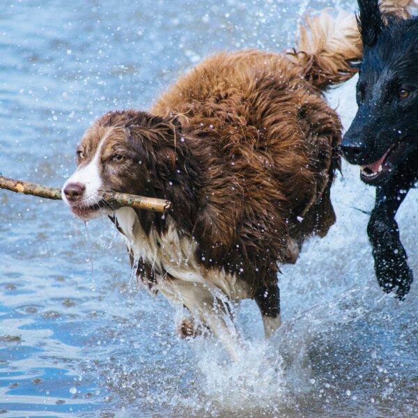 Hunde am Strand