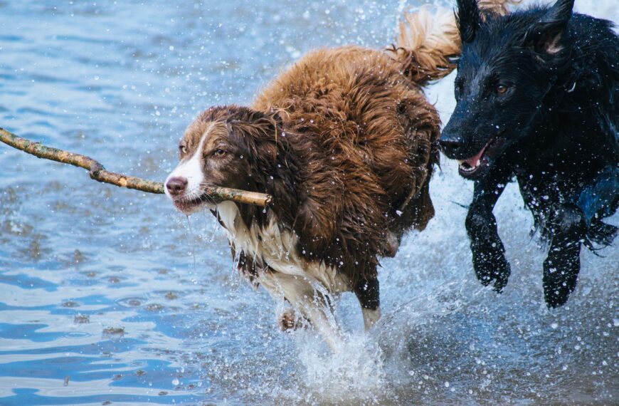Hunde am Strand