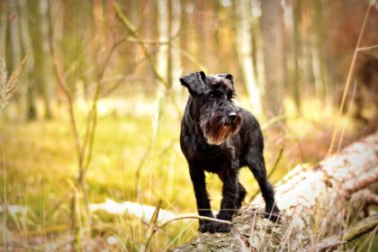 hund-wald