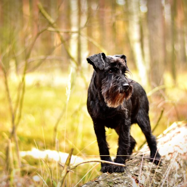 hund-wald