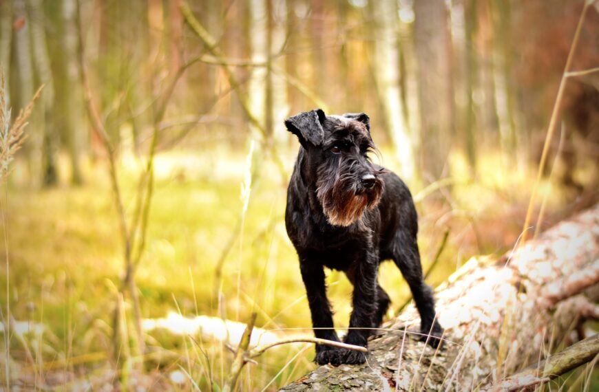 hund-wald