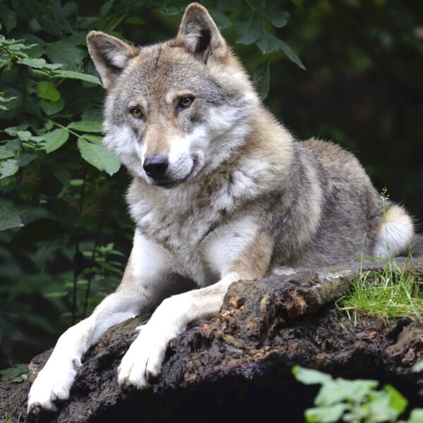 wolf-hund