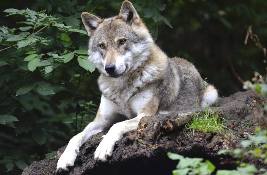 wolf-hund