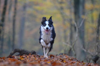 Hund-Wald