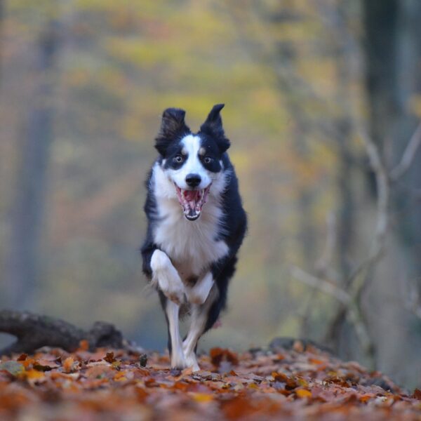 Hund-Wald