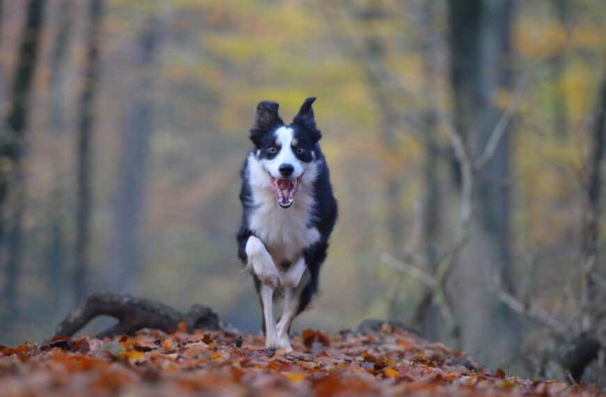 Hund-Wald