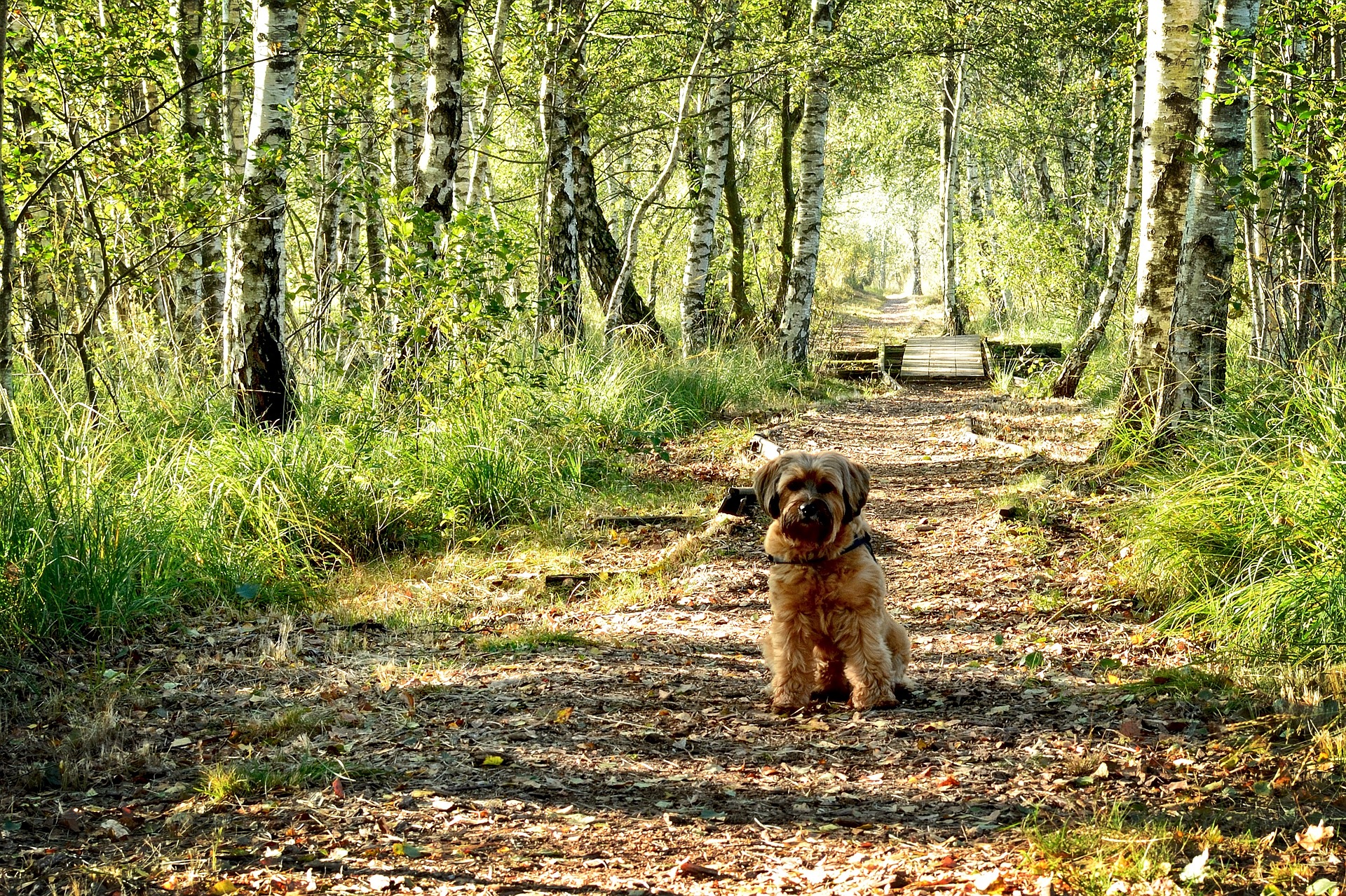 hund-birke