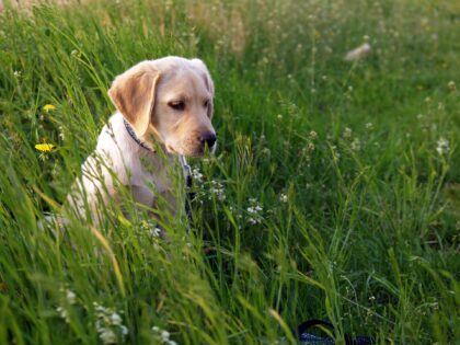 hund-wiese