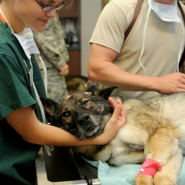 Hund Tierarzt