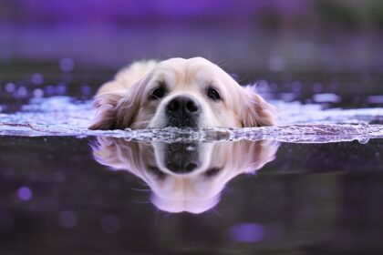 dog-swimming