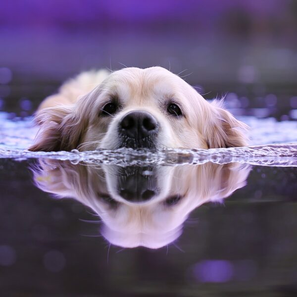 hund-schwimmen