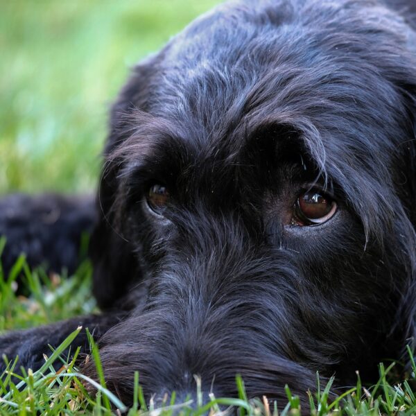 Riesenschnauzer