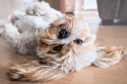 dog with nice coat