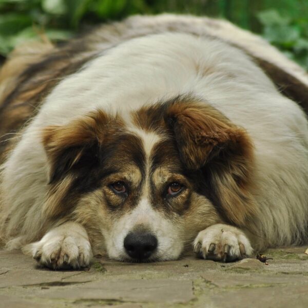 hund-dick