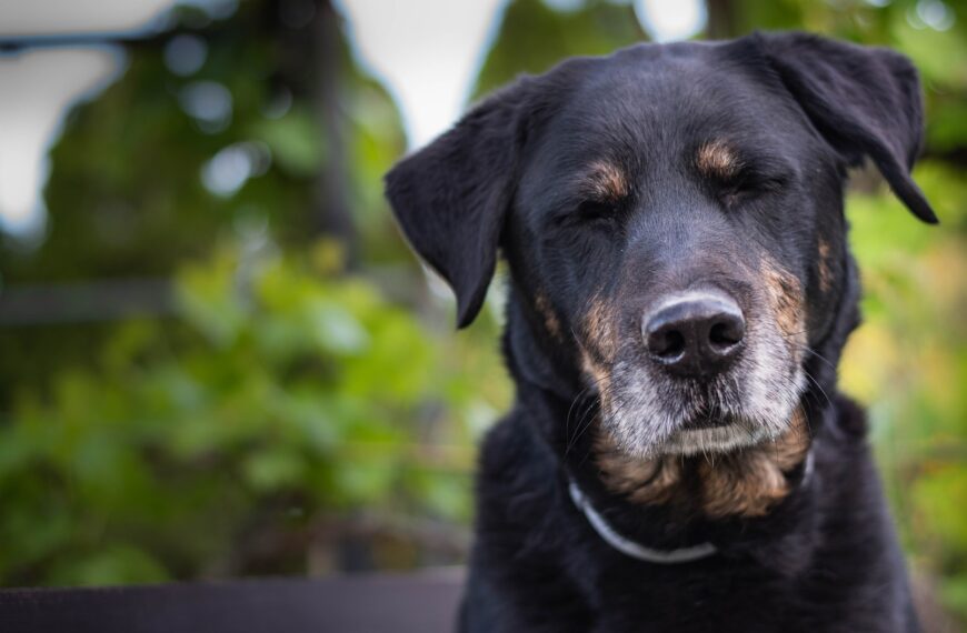 Alter Hund