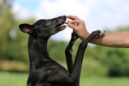 Hund-Tischmanieren