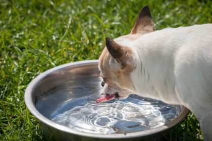 chihuahua drinking from bowl