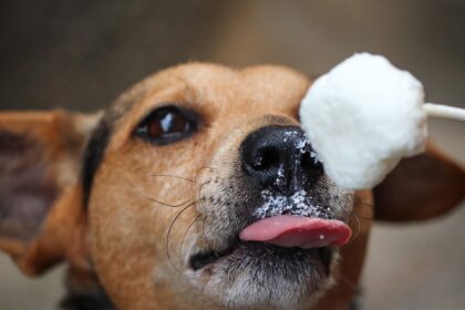 hunde ice